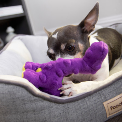 goDog 'Bruto' the Brontosaurus Dog Toy